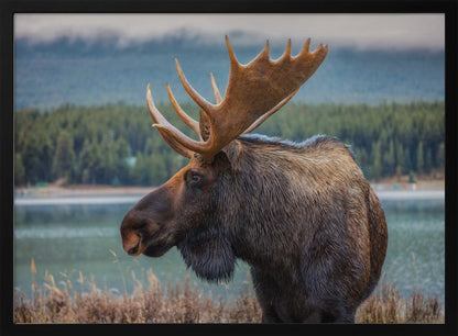 A close-up, side profile photograph of a majestic bull moose with large, impressive antlers, standing by the edge of a calm lake with a misty, pine-covered mountain range in the background, all enclosed in a silver frame. Decor
