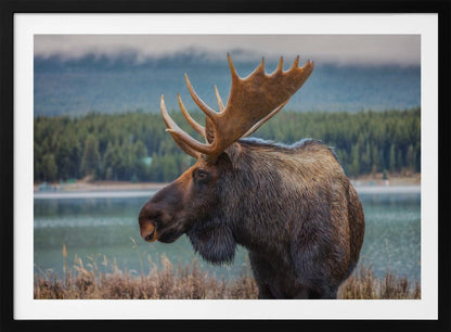 A close-up, side profile photograph of a majestic bull moose with large, impressive antlers, standing by the edge of a calm lake with a misty, pine-covered mountain range in the background, all enclosed in a silver frame. Decor