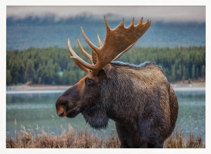 A close-up, side profile photograph of a majestic bull moose with large, impressive antlers, standing by the edge of a calm lake with a misty, pine-covered mountain range in the background, all enclosed in a silver frame. Decor
