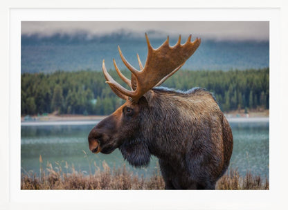 A close-up, side profile photograph of a majestic bull moose with large, impressive antlers, standing by the edge of a calm lake with a misty, pine-covered mountain range in the background, all enclosed in a silver frame. Decor