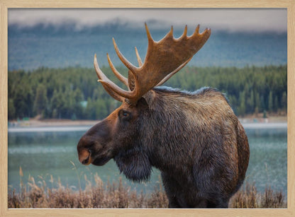 A close-up, side profile photograph of a majestic bull moose with large, impressive antlers, standing by the edge of a calm lake with a misty, pine-covered mountain range in the background, all enclosed in a silver frame. Decor