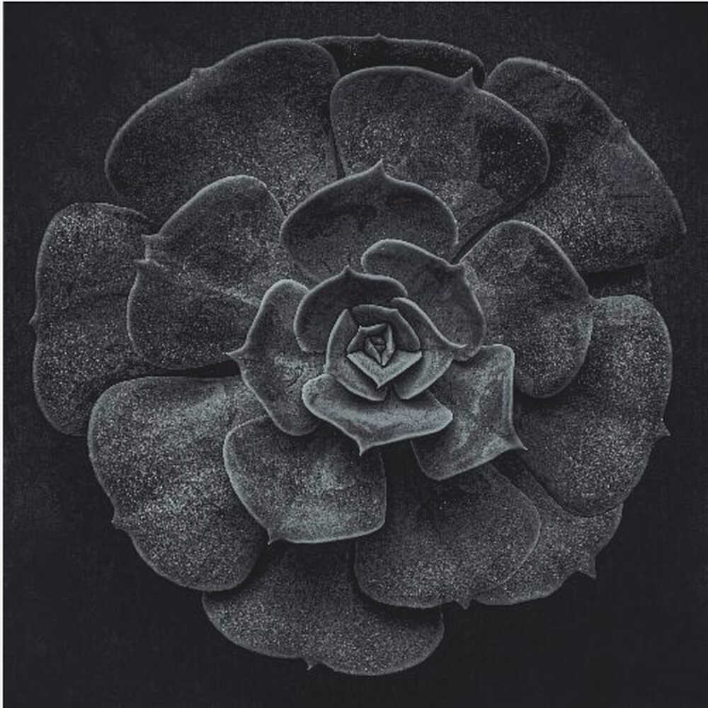 A framed black and white, top-down photograph of a succulent. The intricate, textured leaves of the plant form a perfect rosette, creating a strong contrast against the solid black background. Poster