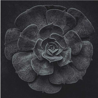 A framed black and white, top-down photograph of a succulent. The intricate, textured leaves of the plant form a perfect rosette, creating a strong contrast against the solid black background. Poster