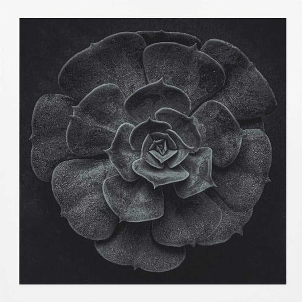 A framed black and white, top-down photograph of a succulent. The intricate, textured leaves of the plant form a perfect rosette, creating a strong contrast against the solid black background. Poster