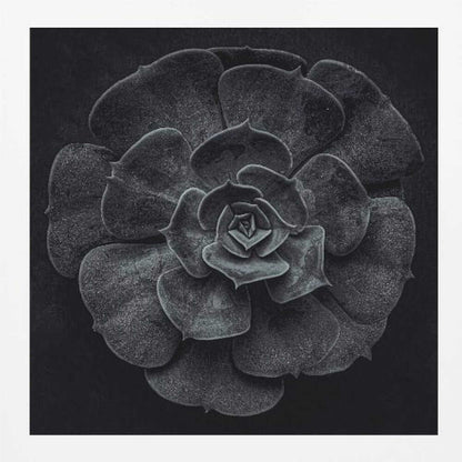 A framed black and white, top-down photograph of a succulent. The intricate, textured leaves of the plant form a perfect rosette, creating a strong contrast against the solid black background. Poster