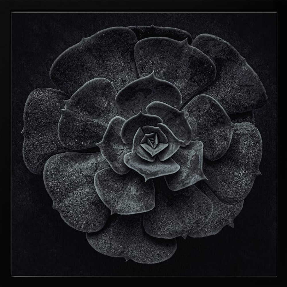 A framed black and white, top-down photograph of a succulent. The intricate, textured leaves of the plant form a perfect rosette, creating a strong contrast against the solid black background. Poster