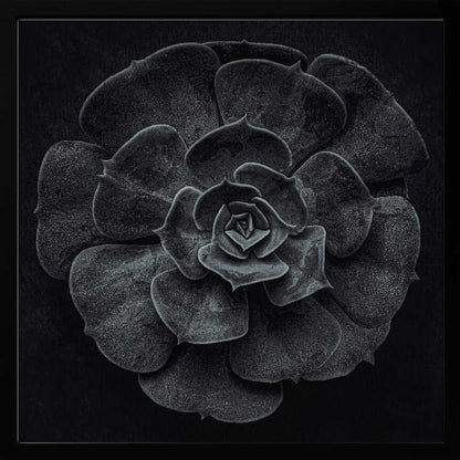 A framed black and white, top-down photograph of a succulent. The intricate, textured leaves of the plant form a perfect rosette, creating a strong contrast against the solid black background. Poster