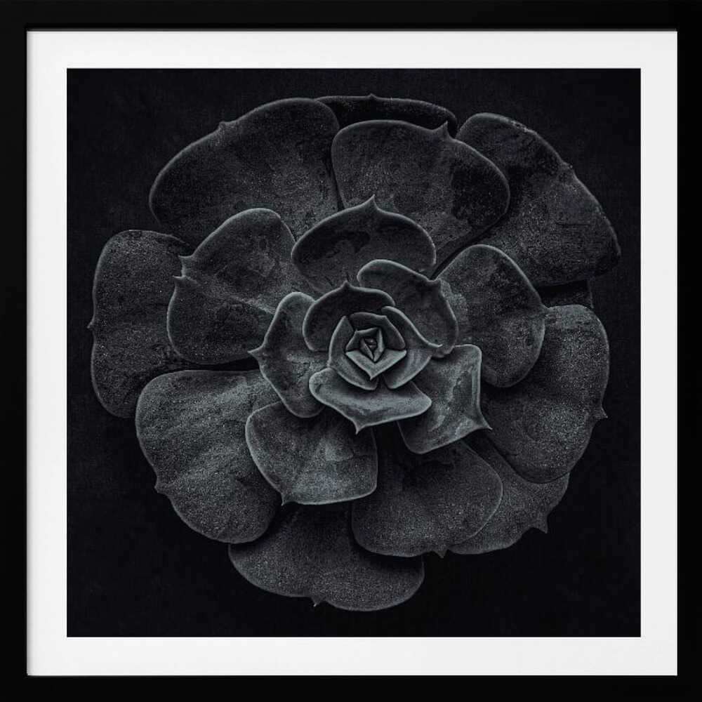 A framed black and white, top-down photograph of a succulent. The intricate, textured leaves of the plant form a perfect rosette, creating a strong contrast against the solid black background. Poster