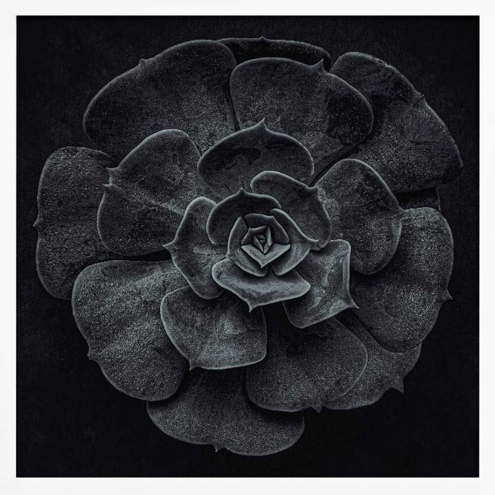 A framed black and white, top-down photograph of a succulent. The intricate, textured leaves of the plant form a perfect rosette, creating a strong contrast against the solid black background. Poster