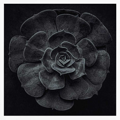 A framed black and white, top-down photograph of a succulent. The intricate, textured leaves of the plant form a perfect rosette, creating a strong contrast against the solid black background. Poster