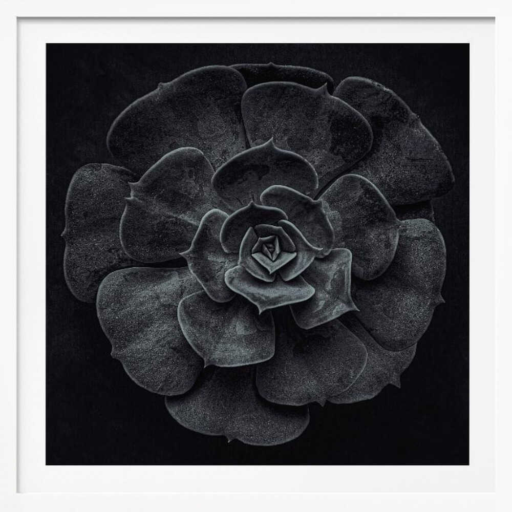 A framed black and white, top-down photograph of a succulent. The intricate, textured leaves of the plant form a perfect rosette, creating a strong contrast against the solid black background. Poster
