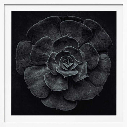 A framed black and white, top-down photograph of a succulent. The intricate, textured leaves of the plant form a perfect rosette, creating a strong contrast against the solid black background. Poster