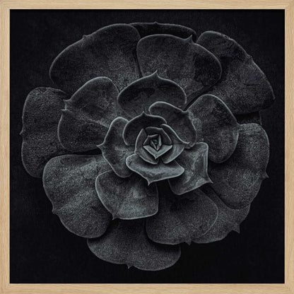 A framed black and white, top-down photograph of a succulent. The intricate, textured leaves of the plant form a perfect rosette, creating a strong contrast against the solid black background. Poster