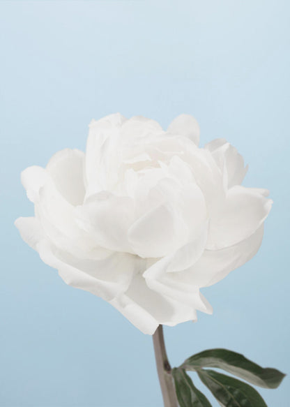 A close-up photograph of a fully bloomed white peony with delicate, layered petals, set against a solid light blue background. A portion of its dark stem and a single green leaf are visible at the bottom. The image is presented in a simple black frame. Wall Art