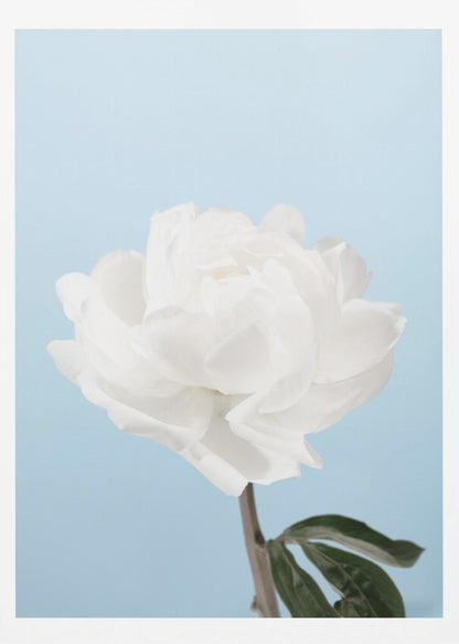 A close-up photograph of a fully bloomed white peony with delicate, layered petals, set against a solid light blue background. A portion of its dark stem and a single green leaf are visible at the bottom. The image is presented in a simple black frame. Wall Art