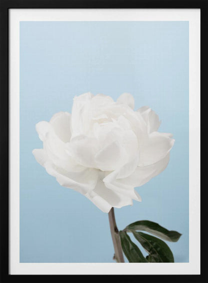A close-up photograph of a fully bloomed white peony with delicate, layered petals, set against a solid light blue background. A portion of its dark stem and a single green leaf are visible at the bottom. The image is presented in a simple black frame. Wall Art
