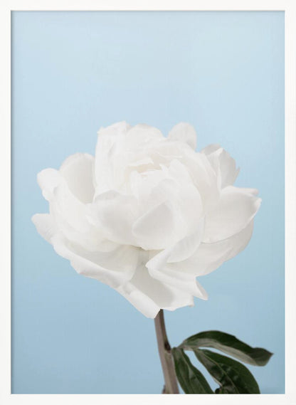 A close-up photograph of a fully bloomed white peony with delicate, layered petals, set against a solid light blue background. A portion of its dark stem and a single green leaf are visible at the bottom. The image is presented in a simple black frame. Wall Art
