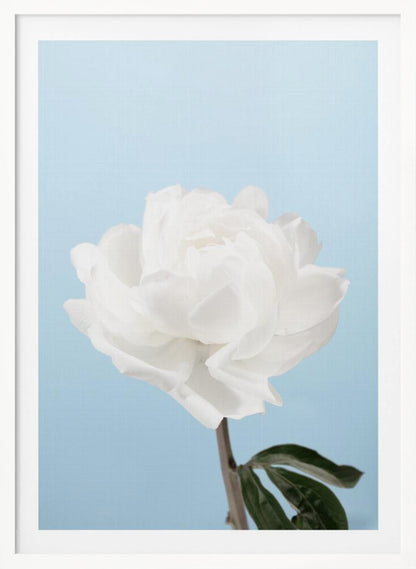 A close-up photograph of a fully bloomed white peony with delicate, layered petals, set against a solid light blue background. A portion of its dark stem and a single green leaf are visible at the bottom. The image is presented in a simple black frame. Wall Art