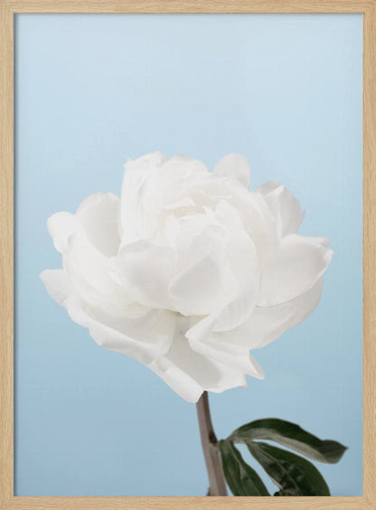 A close-up photograph of a fully bloomed white peony with delicate, layered petals, set against a solid light blue background. A portion of its dark stem and a single green leaf are visible at the bottom. The image is presented in a simple black frame. Wall Art