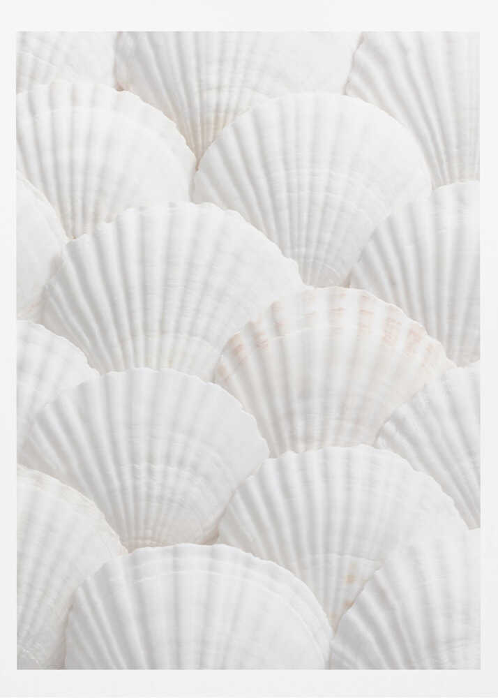 Shells_3 - Poster / Art Print