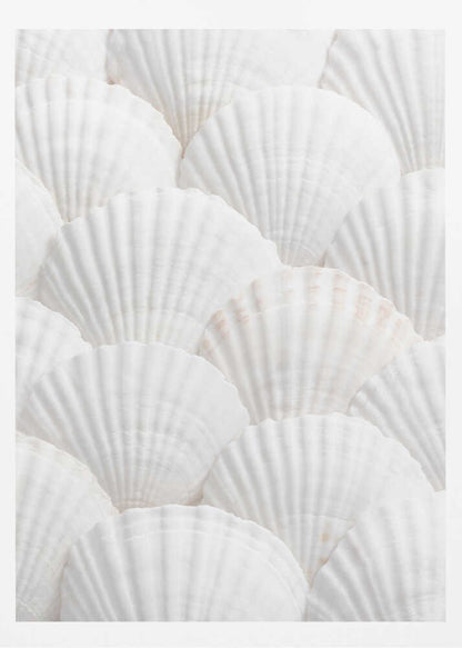 Shells_3 - Poster / Art Print
