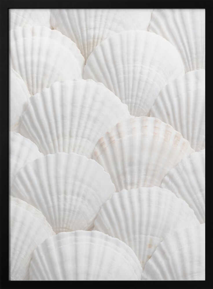 Shells_3 - Poster / Art Print