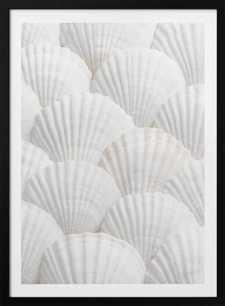 Shells_3 - Poster / Art Print