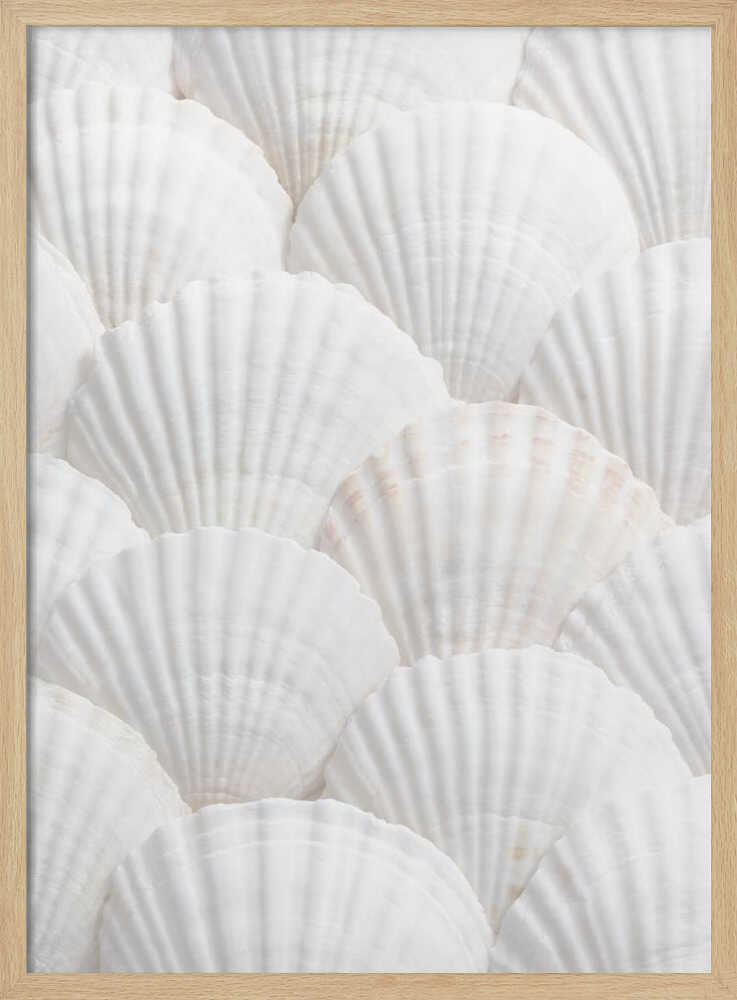 Shells_3 - Poster / Art Print