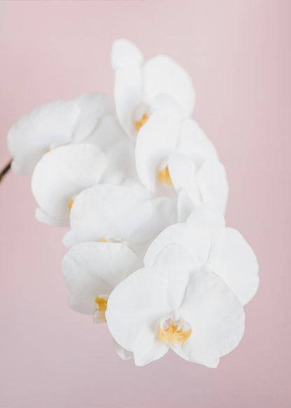 A close-up photograph of a cascading spray of white phalaenopsis orchids with delicate yellow centers, set against a solid pastel pink background, all within a thin black frame. Decor