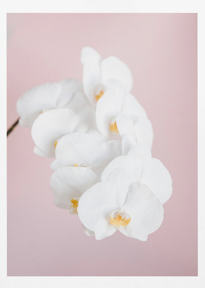 A close-up photograph of a cascading spray of white phalaenopsis orchids with delicate yellow centers, set against a solid pastel pink background, all within a thin black frame. Decor