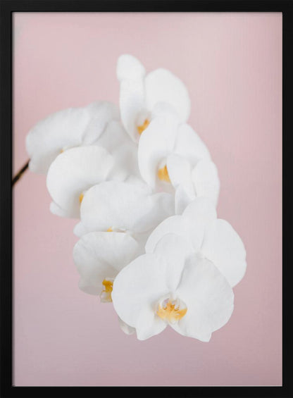 A close-up photograph of a cascading spray of white phalaenopsis orchids with delicate yellow centers, set against a solid pastel pink background, all within a thin black frame. Decor