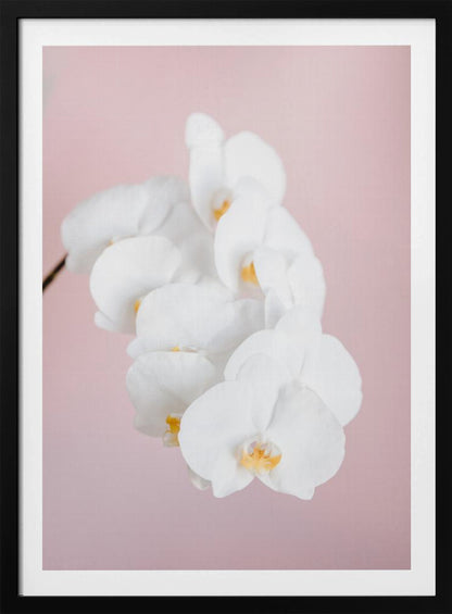 A close-up photograph of a cascading spray of white phalaenopsis orchids with delicate yellow centers, set against a solid pastel pink background, all within a thin black frame. Decor