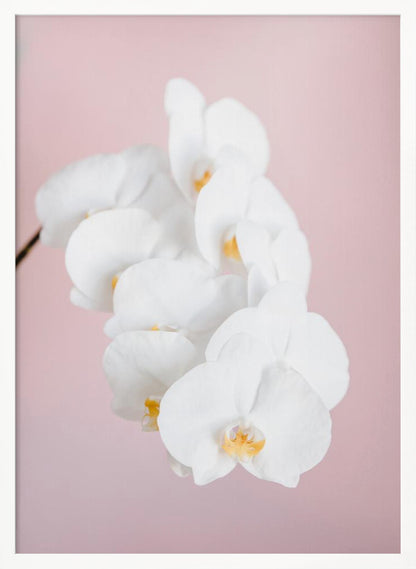A close-up photograph of a cascading spray of white phalaenopsis orchids with delicate yellow centers, set against a solid pastel pink background, all within a thin black frame. Decor