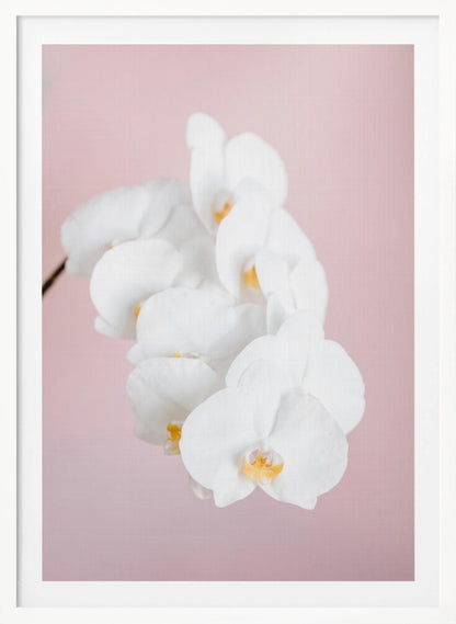 A close-up photograph of a cascading spray of white phalaenopsis orchids with delicate yellow centers, set against a solid pastel pink background, all within a thin black frame. Decor