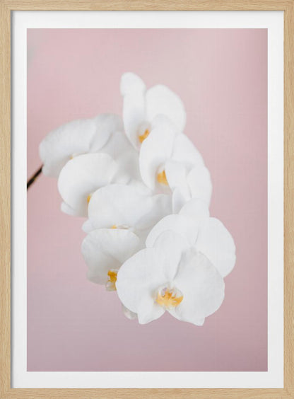 A close-up photograph of a cascading spray of white phalaenopsis orchids with delicate yellow centers, set against a solid pastel pink background, all within a thin black frame. Decor