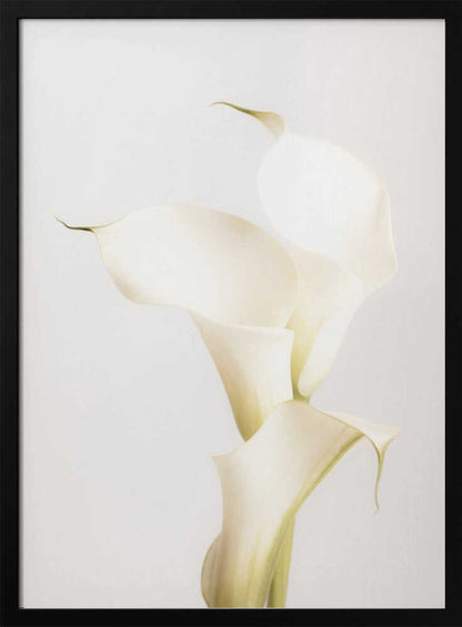White Calla Lily No 3 - Poster / Art Print