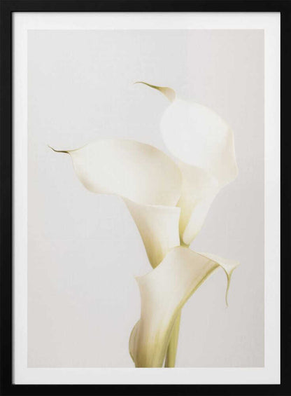 White Calla Lily No 3 - Poster / Art Print