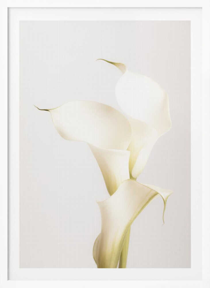 White Calla Lily No 3 - Poster / Art Print