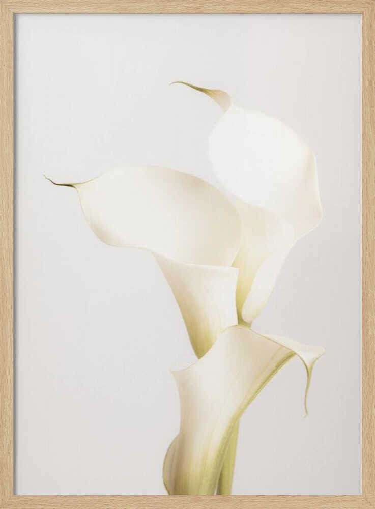 White Calla Lily No 3 - Poster / Art Print