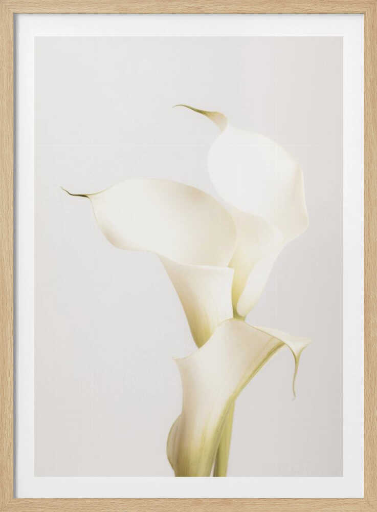 White Calla Lily No 3 - Poster / Art Print