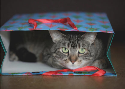 A close-up photograph of a grey tabby cat with bright green eyes peeking out from inside a blue holiday gift bag with a red ribbon in the foreground, all enclosed in a silver frame. Print