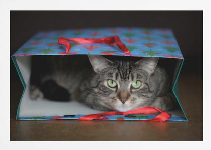 A close-up photograph of a grey tabby cat with bright green eyes peeking out from inside a blue holiday gift bag with a red ribbon in the foreground, all enclosed in a silver frame. Print