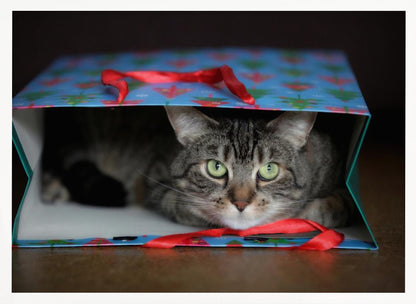A close-up photograph of a grey tabby cat with bright green eyes peeking out from inside a blue holiday gift bag with a red ribbon in the foreground, all enclosed in a silver frame. Print
