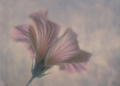 A dreamy, soft-focus photograph of a single pink flower seen from a low angle, with delicate, translucent petals against a muted, hazy background, presented in a silver frame. Print