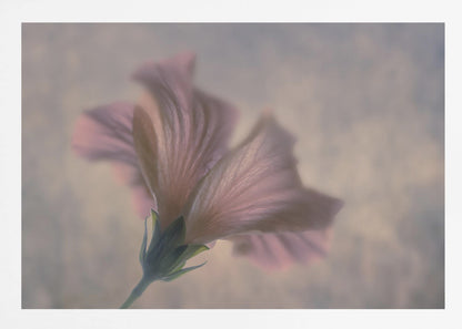 A dreamy, soft-focus photograph of a single pink flower seen from a low angle, with delicate, translucent petals against a muted, hazy background, presented in a silver frame. Print