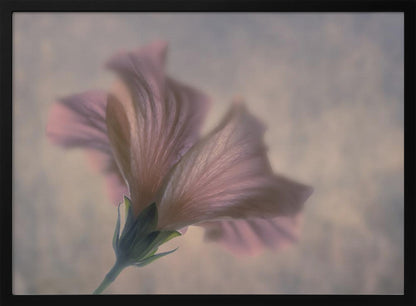A dreamy, soft-focus photograph of a single pink flower seen from a low angle, with delicate, translucent petals against a muted, hazy background, presented in a silver frame. Print