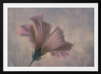 A dreamy, soft-focus photograph of a single pink flower seen from a low angle, with delicate, translucent petals against a muted, hazy background, presented in a silver frame. Print