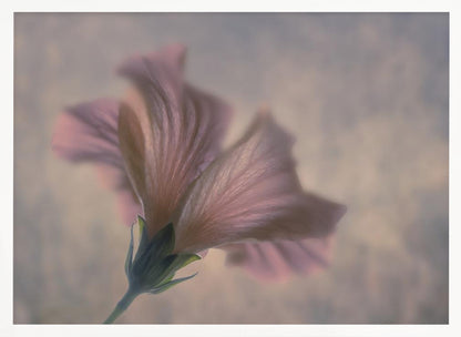A dreamy, soft-focus photograph of a single pink flower seen from a low angle, with delicate, translucent petals against a muted, hazy background, presented in a silver frame. Print