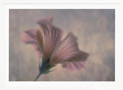 A dreamy, soft-focus photograph of a single pink flower seen from a low angle, with delicate, translucent petals against a muted, hazy background, presented in a silver frame. Print