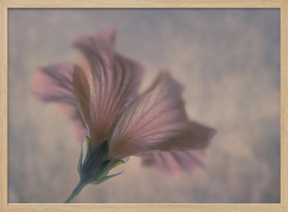 A dreamy, soft-focus photograph of a single pink flower seen from a low angle, with delicate, translucent petals against a muted, hazy background, presented in a silver frame. Print